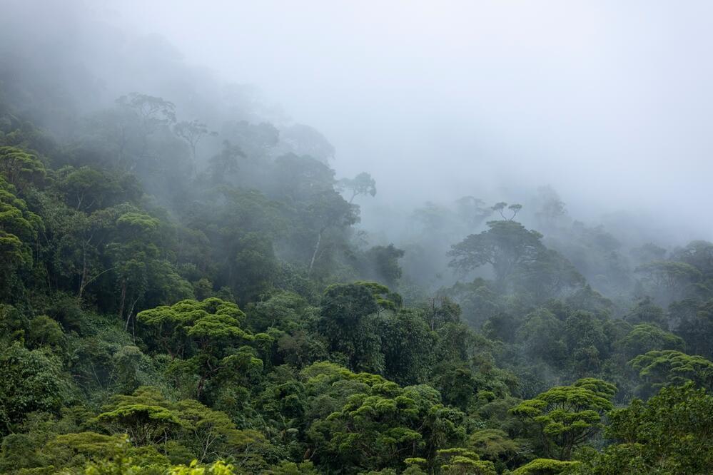 Amazonas Regenwald 