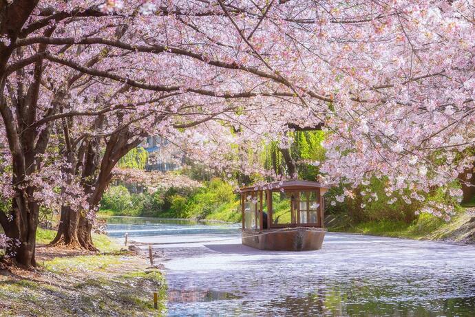 Blick auf ein Fushimi Jikkoku-bune Boot auf einen Fluss in Kyoto während der Kirchblütenzeit