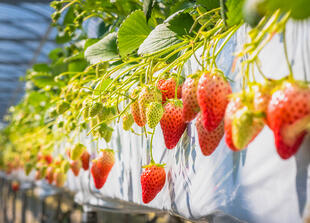 Erdbeerfarm 