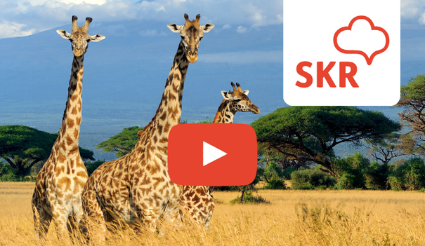 Giraffen in Kenia