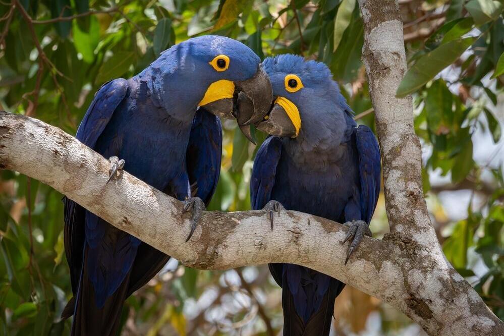 Bunte Vögel im Pantanal