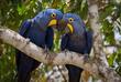 Bunte Vögel im Pantanal