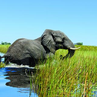 Elefant
