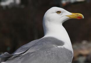 Heimischer Vogel: Moewe
