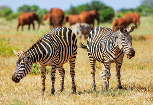 Zebras im Tsavo East Nationalpark