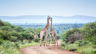 Giraffe im Krüger-Nationalpark