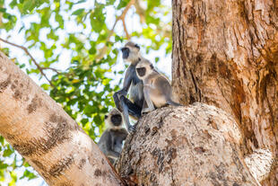 Languren im Udawalawe Nationalpark