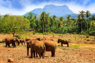 Udawalawe National Park 2