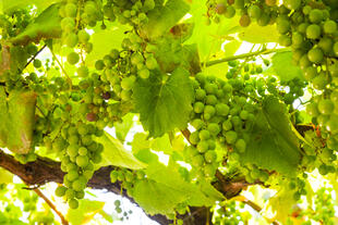Vinho Verde Weinreben