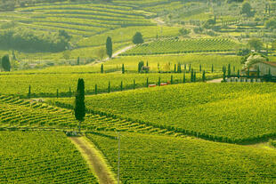 Weinreben in Chianti