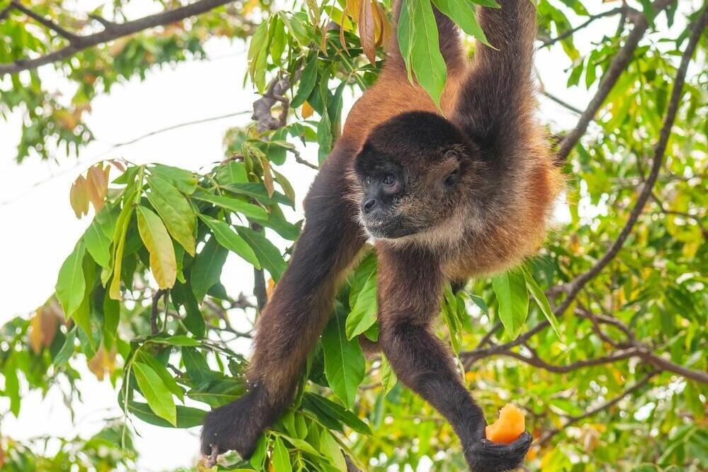 Klammeraffe im Tortuguero Nationalpark