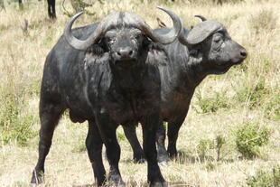 Afrikanische Büffel