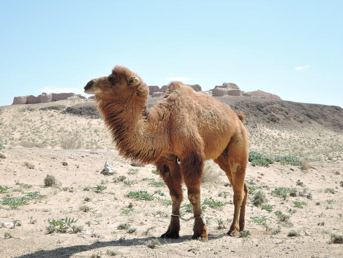 Kamel in der Kyzylkum Wüste