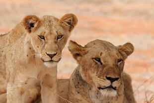 Tsavo East Löwin und ihr Junges