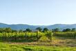 Weinregion Kachetien