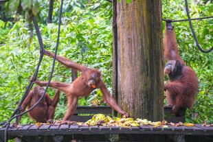 Orang-Utan im Rehabilitationszentrum