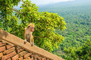 Affe auf einer Wand bei Sigiriya