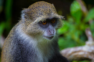 Blaue Meerkatze - Sansibar Sehenswürdigkeit