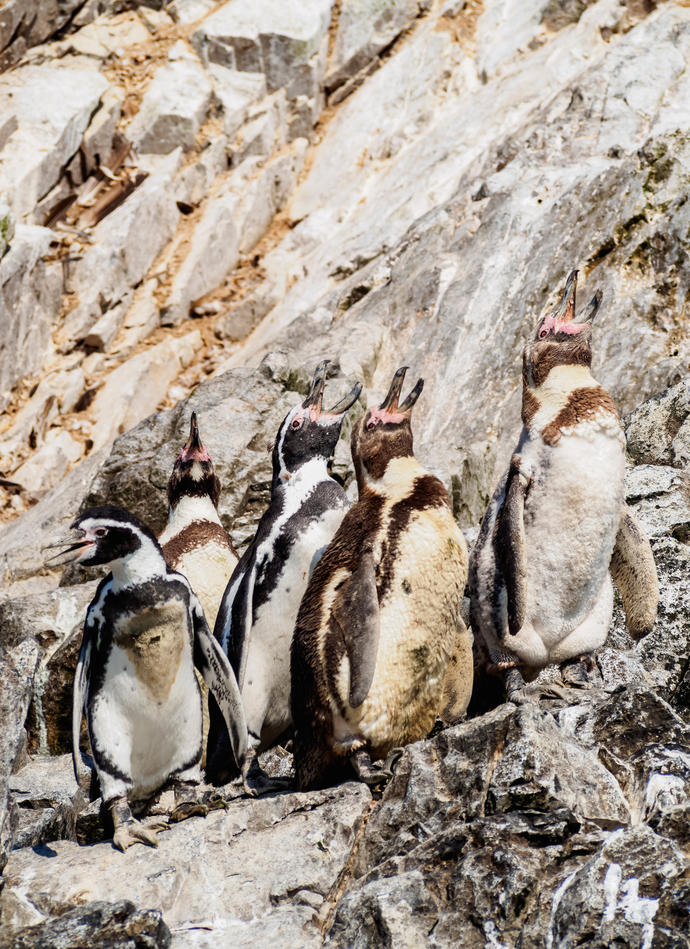 Humboldt-Pinguine auf den Ballestas Inseln