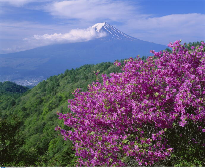 Kirschblüte 