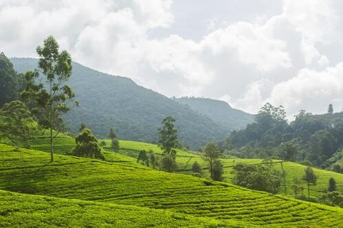 Teeplantage in Nuwara Eliya