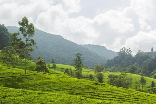 Teeplantage in Nuwara Eliya