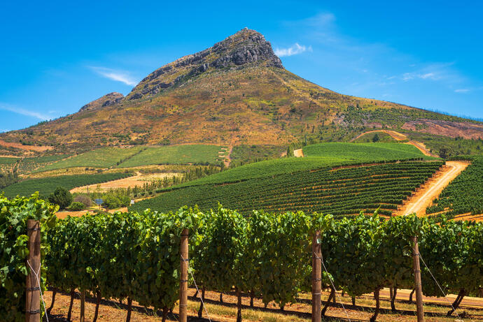 Blick auf die Weinberge Stellenbosch in Südafrika