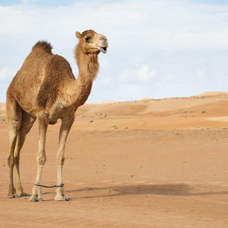 Kamel in Wahiba Sands