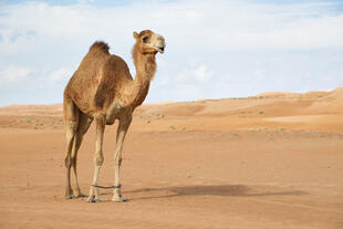 Kamel in Wahiba Sands