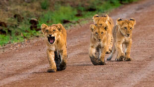 Kleine Löwen in der Masai Mara 