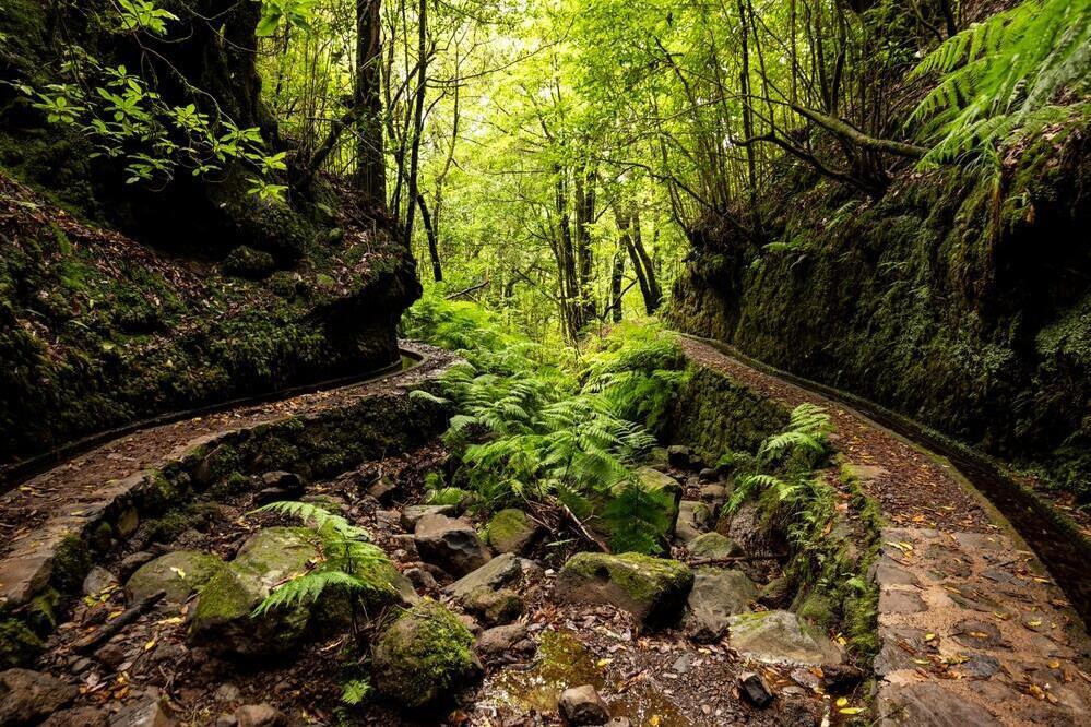 Levada dos Cedros