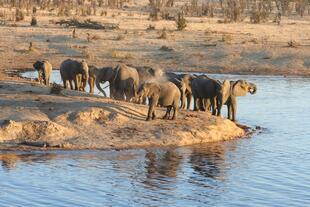 Elefanten an einem Wasserloch im Hwange-Nationalpark