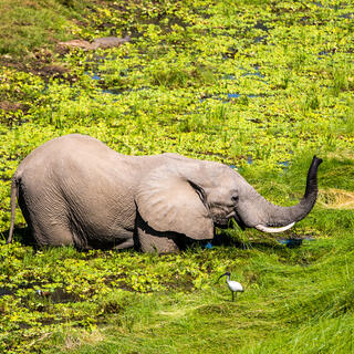 Junger Elefant
