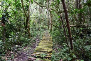 Kibale Nationalpark 