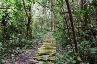 Kibale Nationalpark 