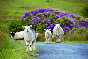 Landestypische Schafe auf schmalen Wegen