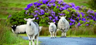 Landestypische Schafe auf schmalen Wegen