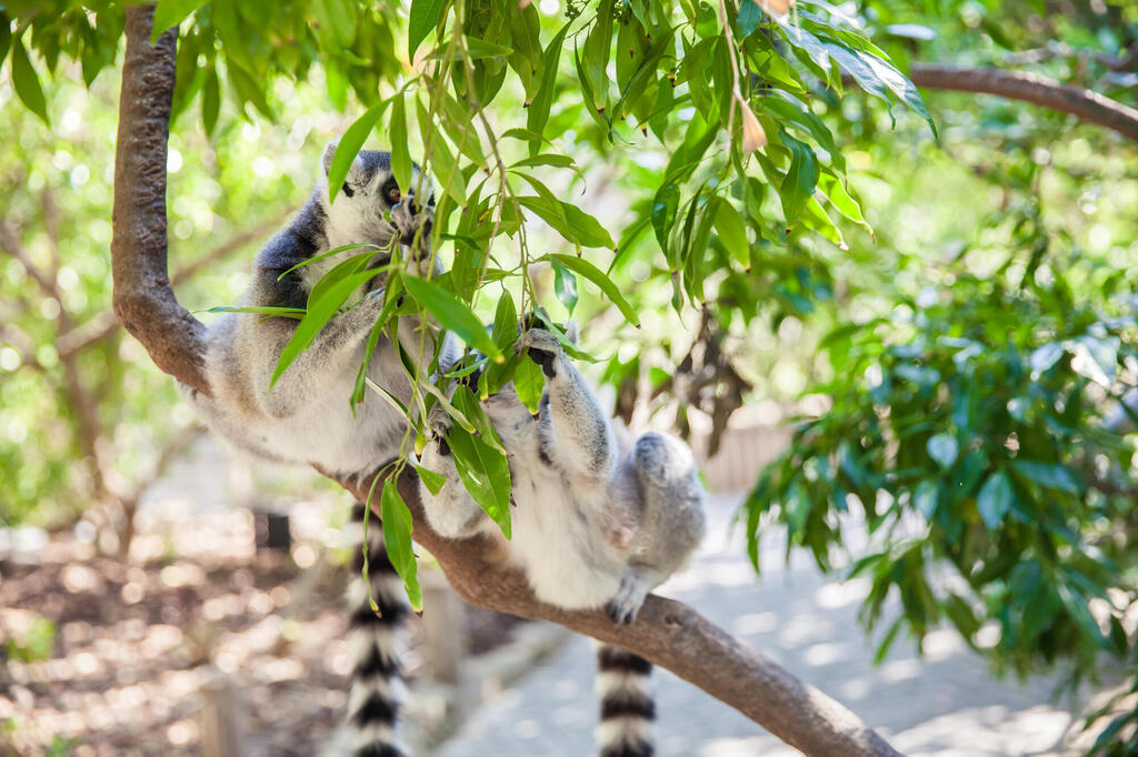 Lemur