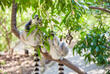 Lemur
