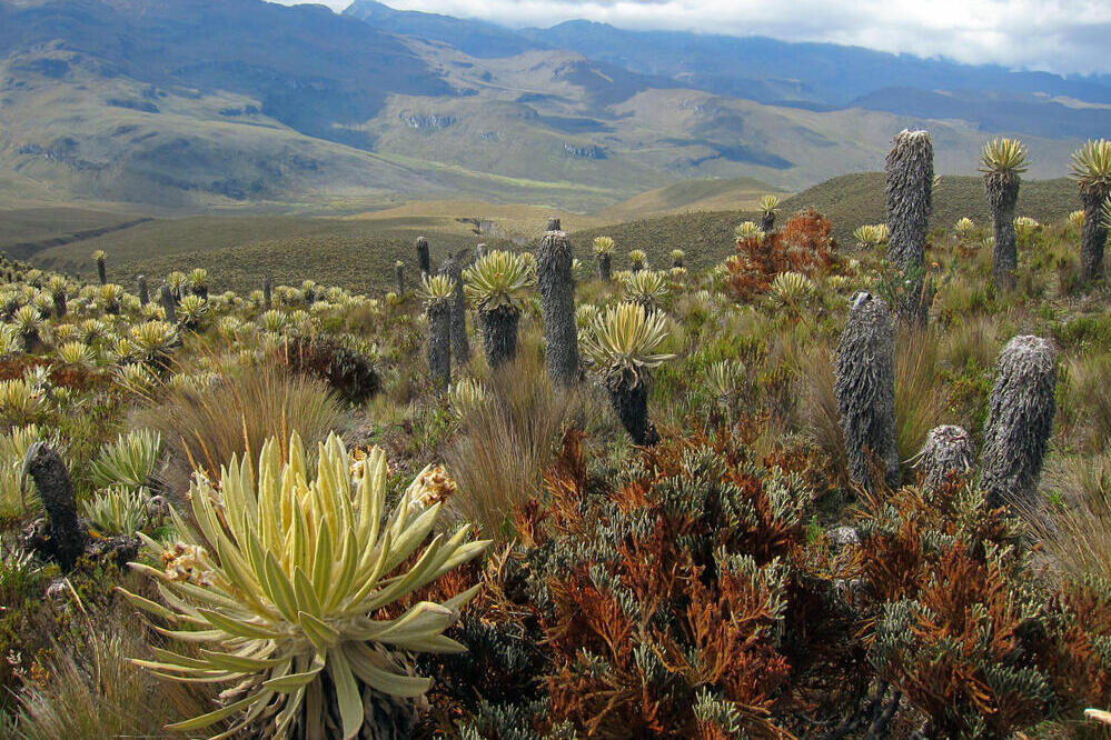 Páramo‑Landschaft