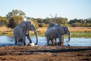 Elefanten im Moremi Wildreservat