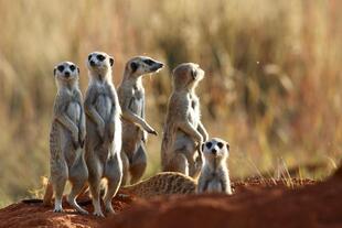 Erdmännchen