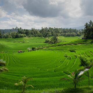 Reisterrassen Bali