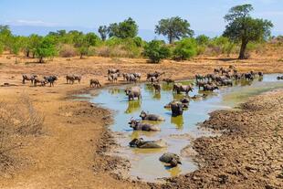 Udawalawe Nationalpark