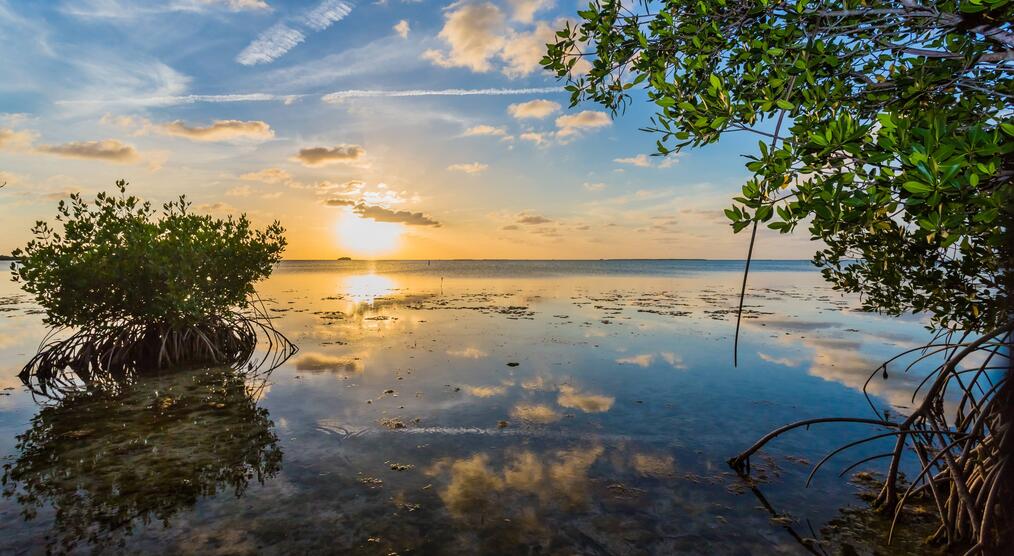 Florida Keys Mangroven