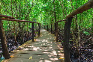 Mangroven im Jozani Nationalpark - Sansibar Sehenswürdigkeit