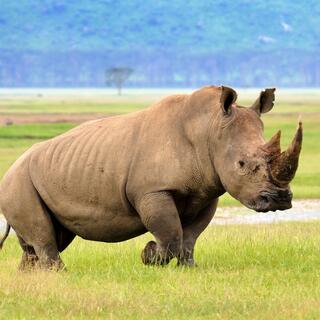 Nashorn im Serengeti Nationalpark
