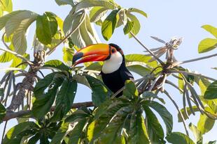 Tucan im Pantanal 