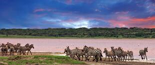 Zebras im Serengeti Nationalpark