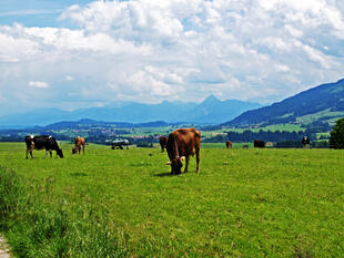 Allgäuer Wiesenlanschaft; Bergkühe 